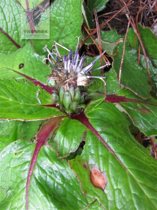 平苞川木香 (植物)