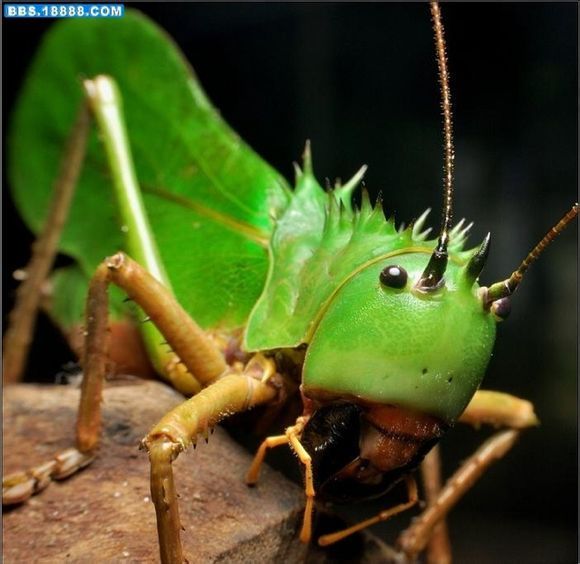 天狗螽其他生物相关