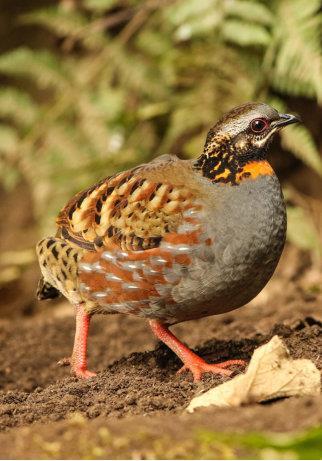 红胸山鹧鸪动物