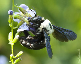 灰胸木蜂(植物)