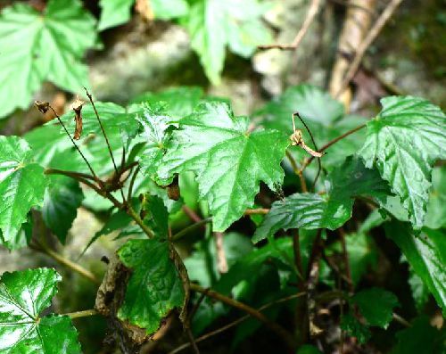 刺毛红孩儿 (其他生物相关)