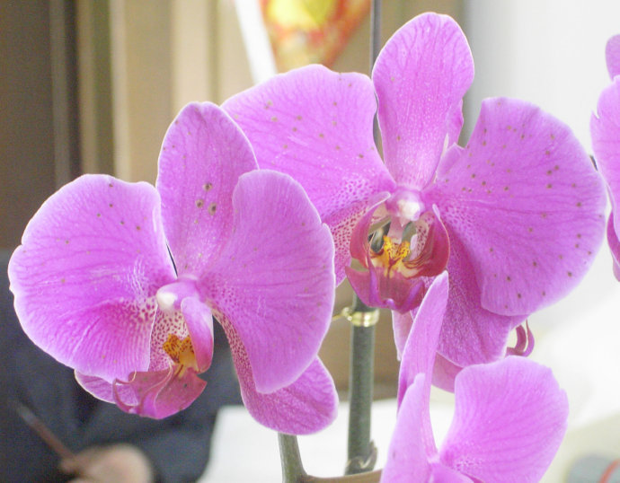 红珍珠蝴蝶兰 (公司)