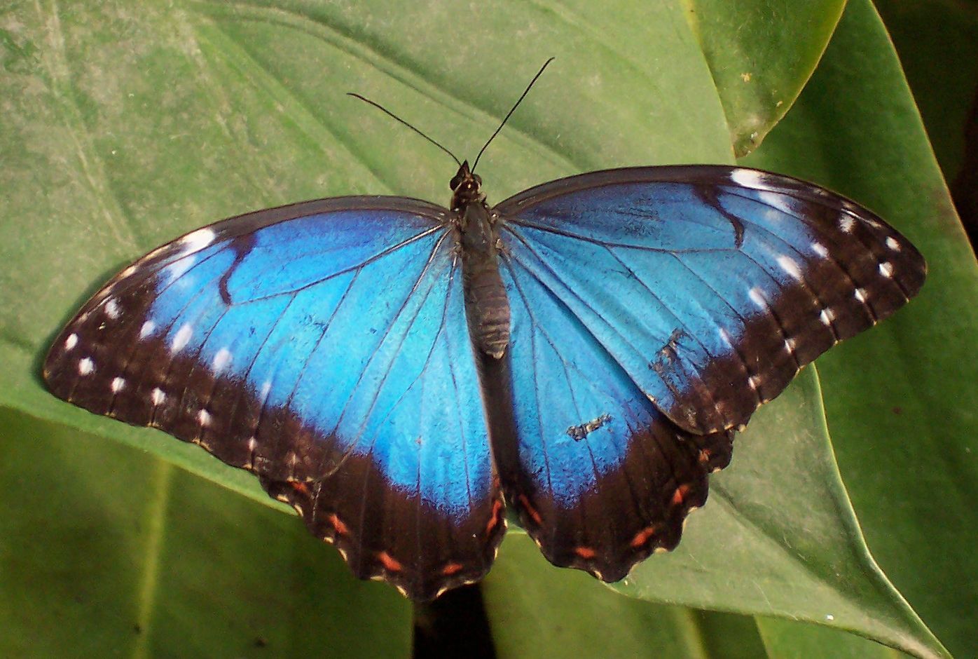 黑框藍閃蝶(動物)黑框藍閃蝶,morphopeleides(kollar