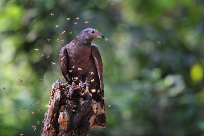 蜂鹰动物