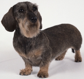 刚毛腊肠犬(动物)