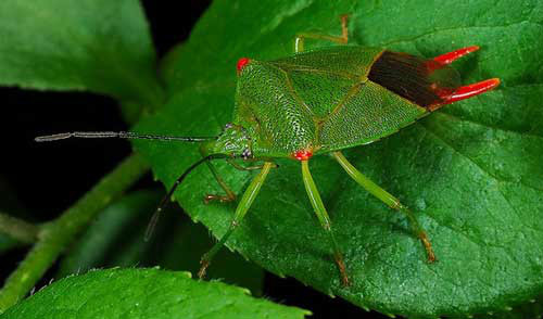 宽铗同蝽 (动物)