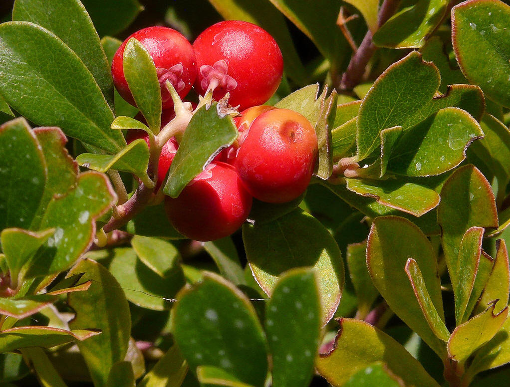 其他人物相关)熊果又名熊葡萄,熊莓,紫林,是杜鹃花科熊果属的一种植物