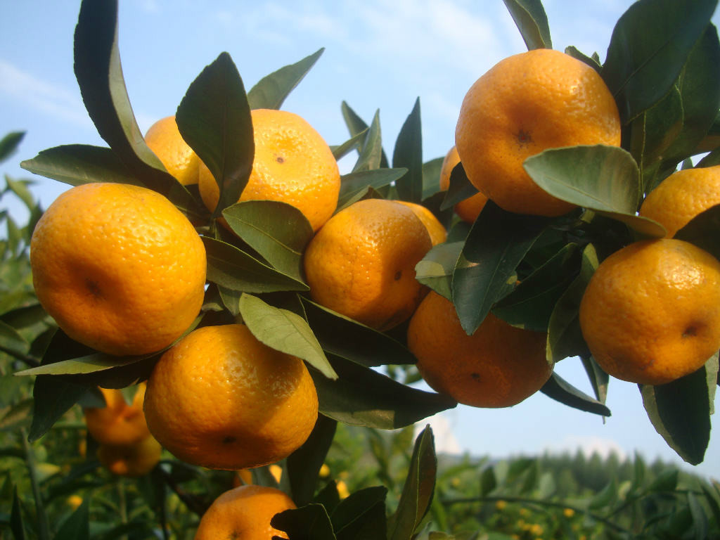 一组砂糖橘产品的拍摄|摄影|产品摄影|密斯杨美食摄影 - 原创作品 - 站酷 (ZCOOL)