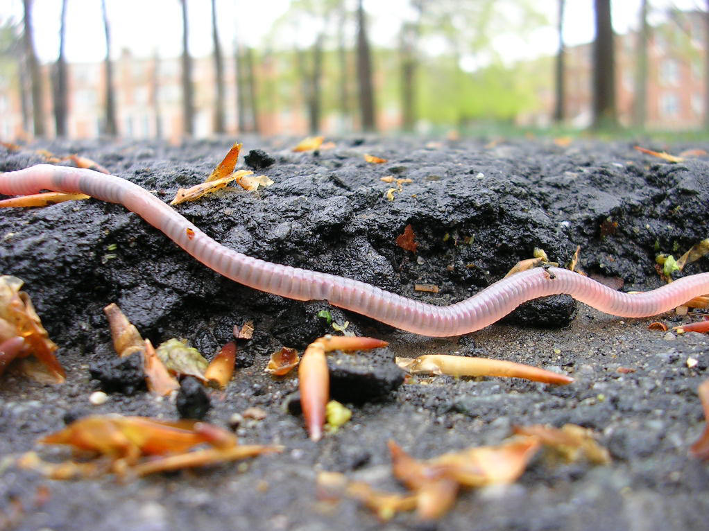 中型土壤动物 (动物)