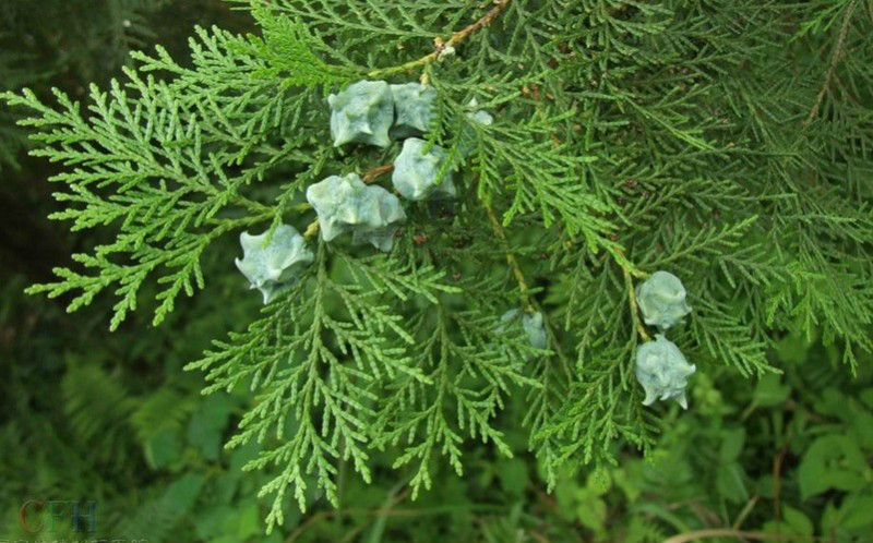 北美乔柏(植物)