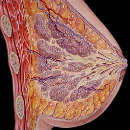 乳腺恶性肿瘤 (疾病)