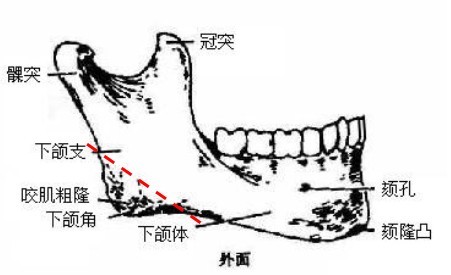 腮骨是什么位置图片图片