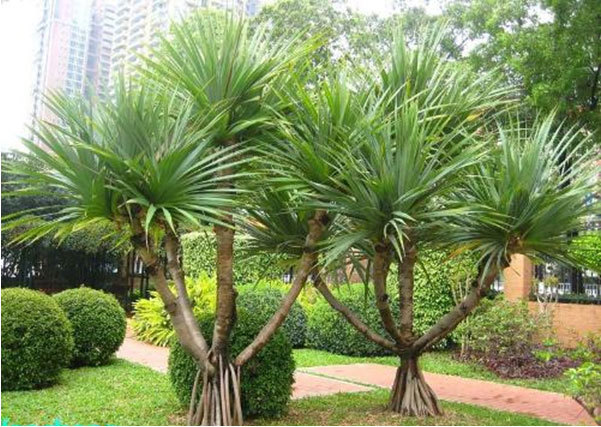 红刺露兜(植物)红刺露兜(pandanus utilis)是一种露兜树科,与其同属的