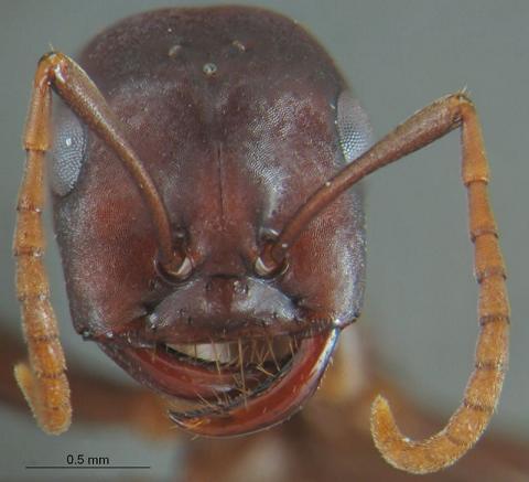 佐村悍蚁 (动物)