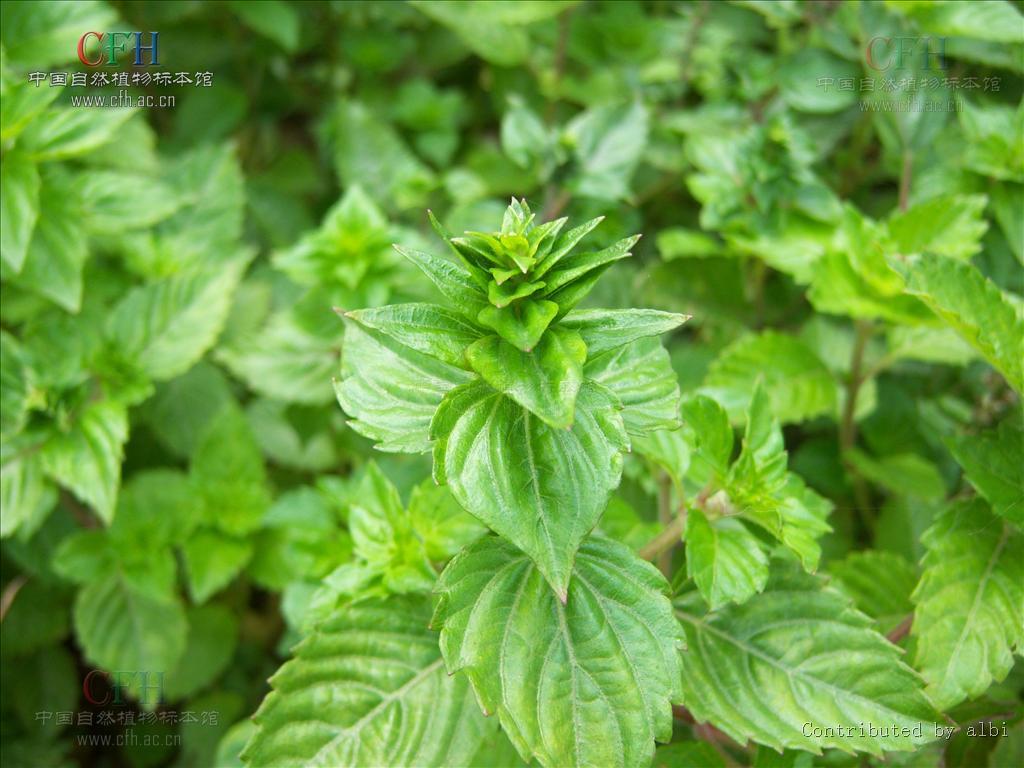 仙靈草(植物)仙人草又名仙草,涼粉草,屬一年生草本