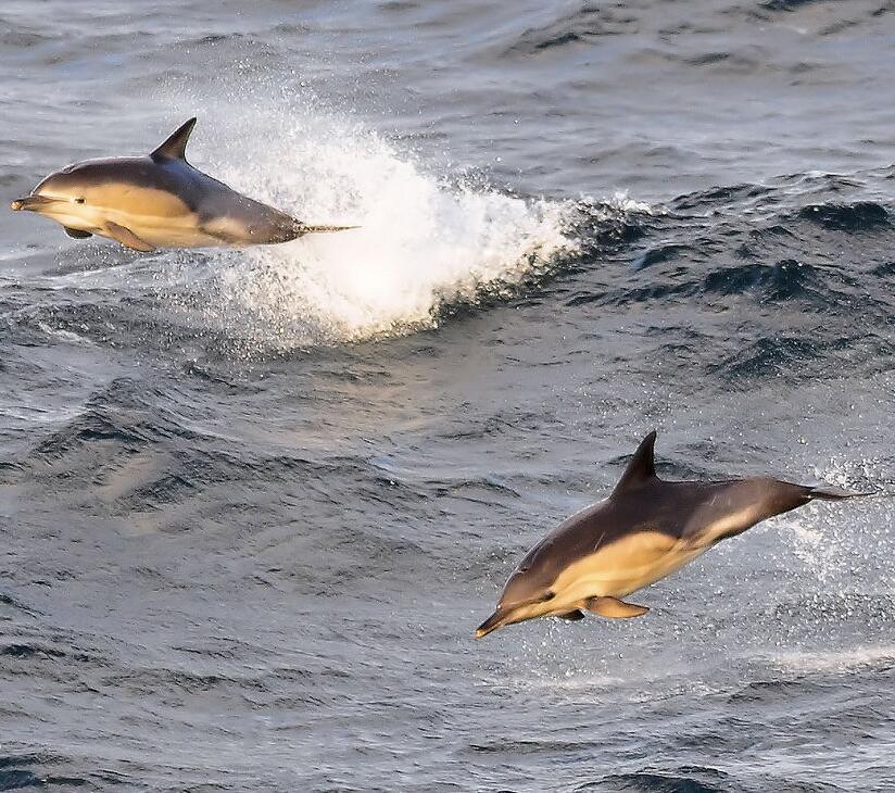 短吻真海豚动物