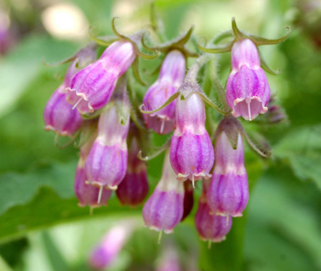 昭通滇紫草植物