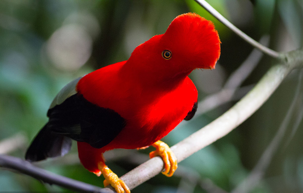 安第斯动冠伞鸟动物