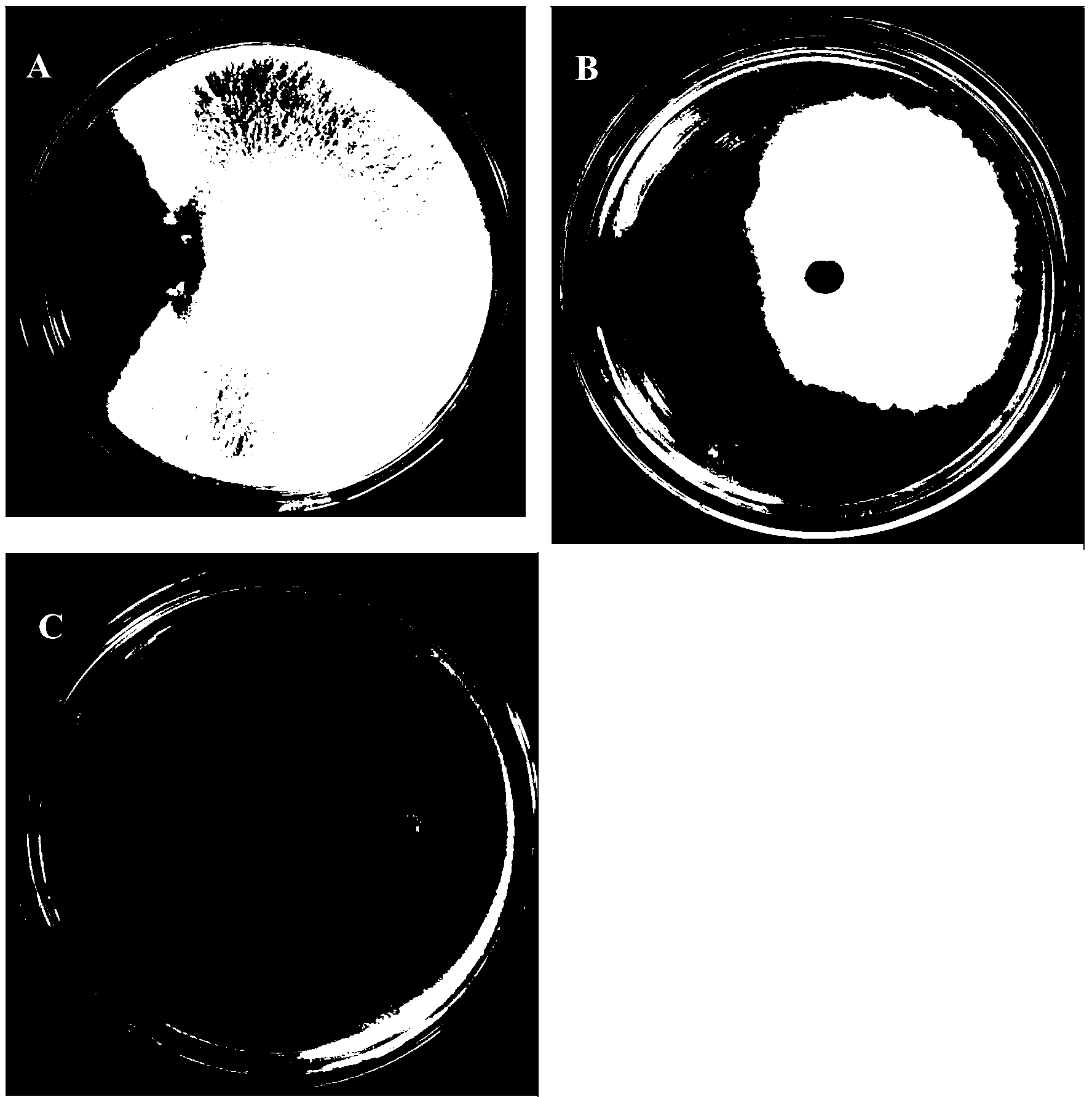 0μm~1.1μm,革蘭氏染色陰性,無芽孢,單極生鞭毛,能運動.