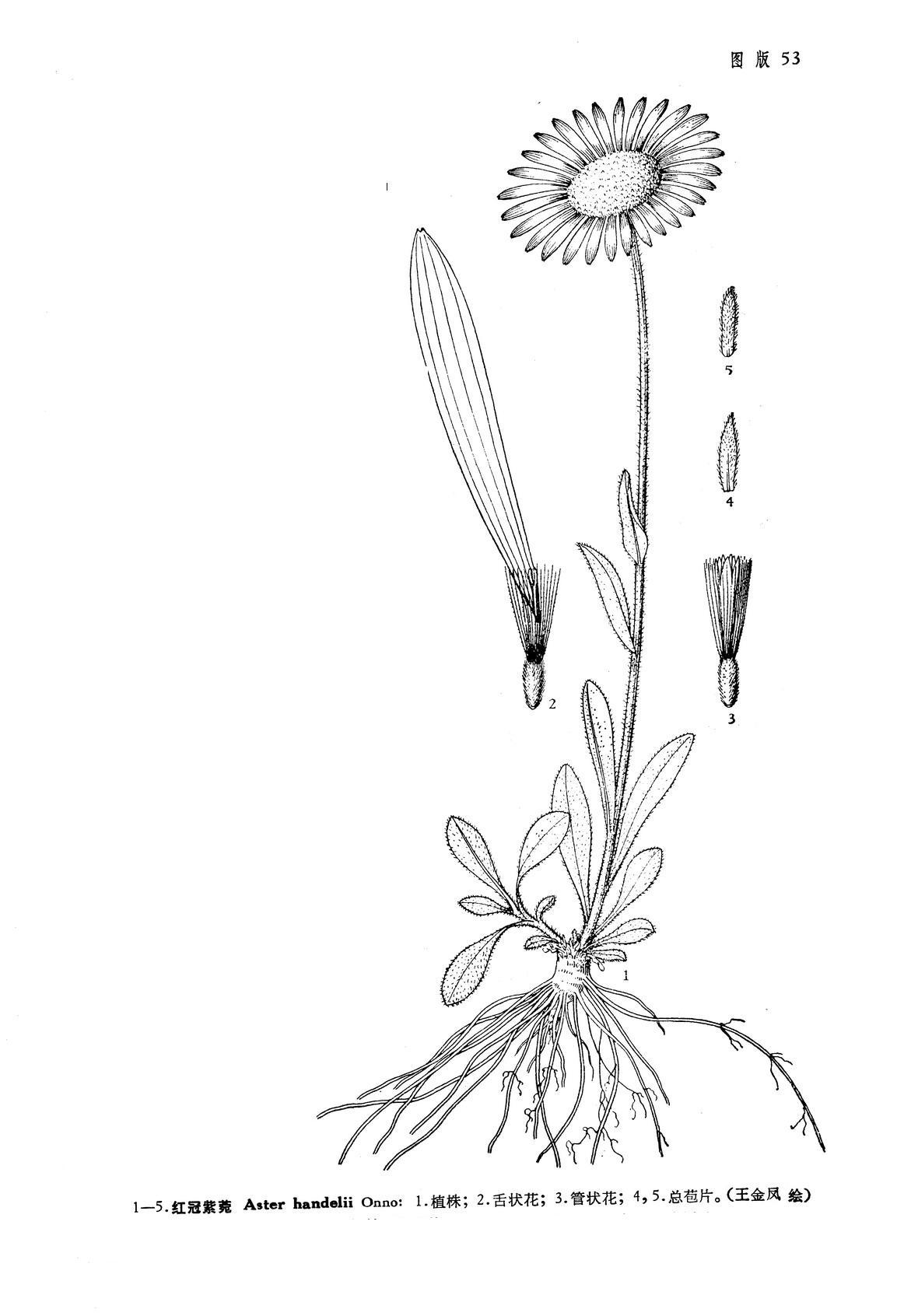 红冠紫菀 (植物)