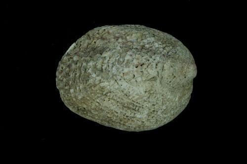 丹氏偏口蛤 (动物)