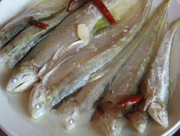 太湖梅鲚鱼动物