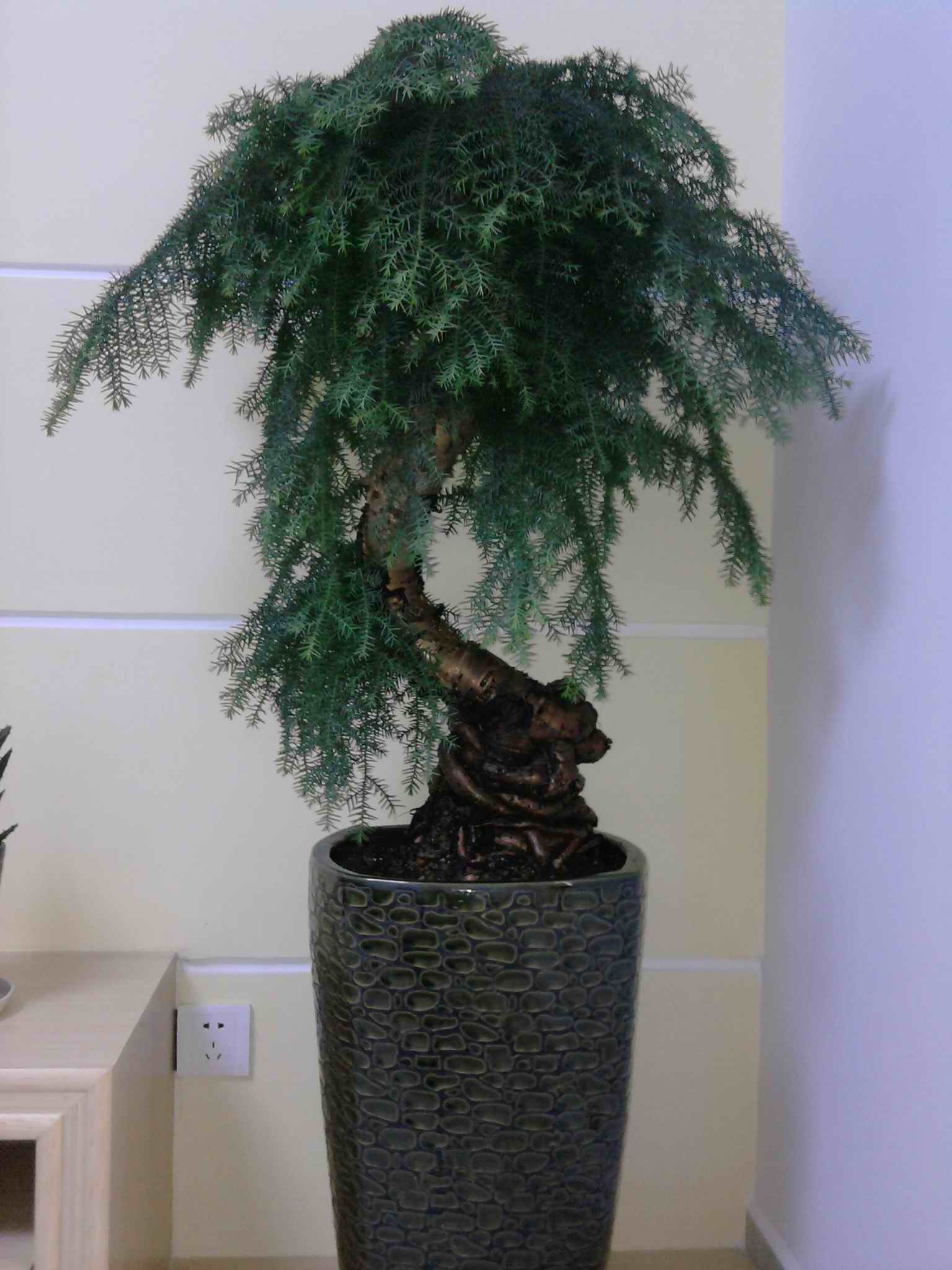 澳洲松(农学)澳洲松是一种生长在澳洲沙漠环境中,生命力极强的观赏树.