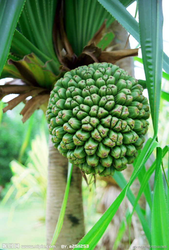 露兜樹目(植物)_技點科普_技點網(植物)