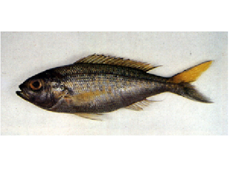 日本紫鱼(动物)