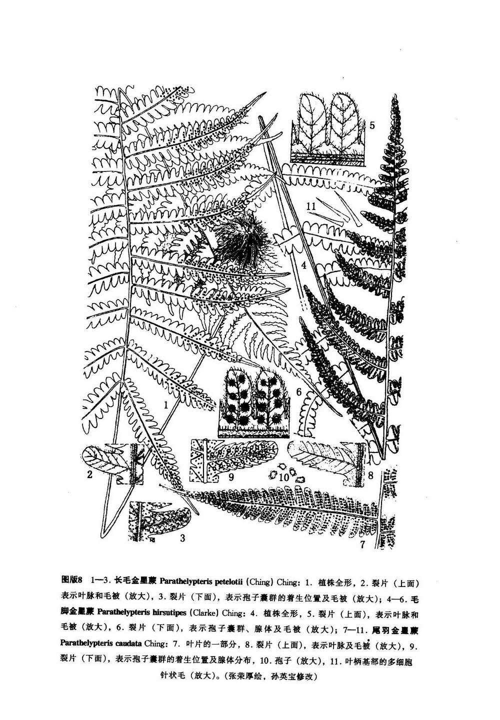 毛脚金星蕨植物