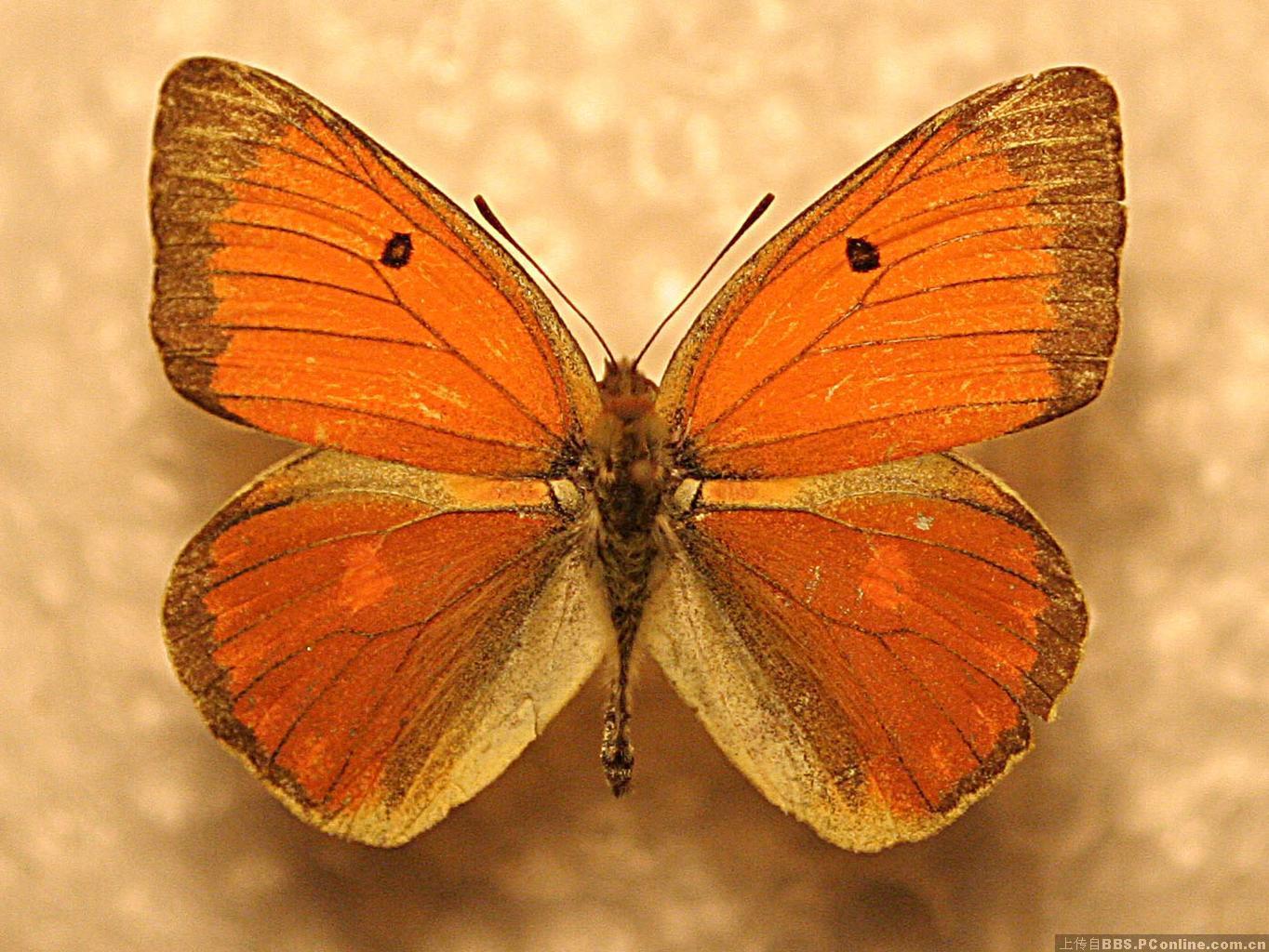 黎明豆粉蝶(动物)