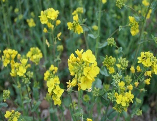 芥菜型油菜品种图片