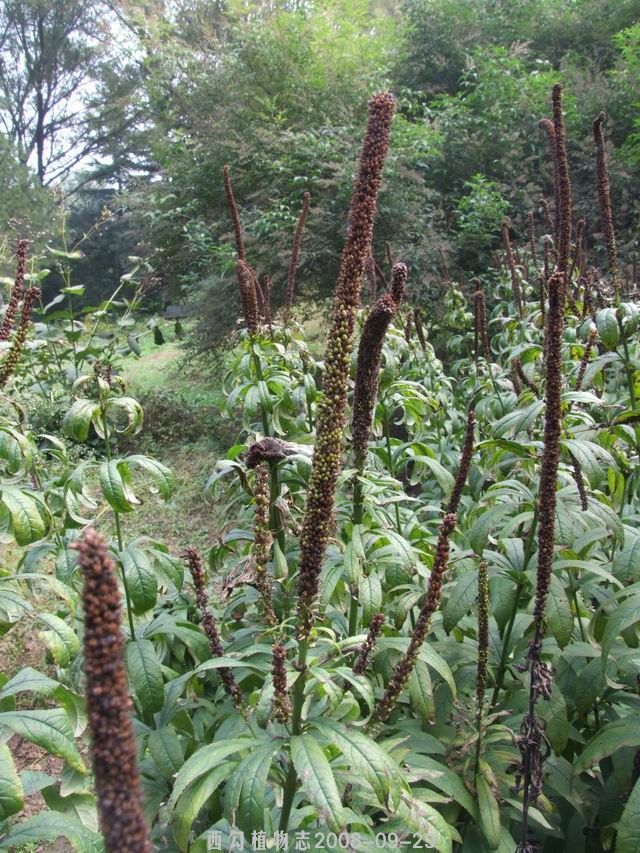 草靈仙 (植物)