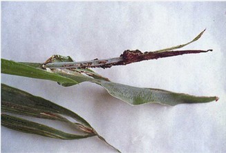 高粱柱黑穗病 (植物)