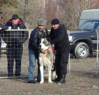 高加索咬狼犬(动物)_技点科普_技点网(动物)