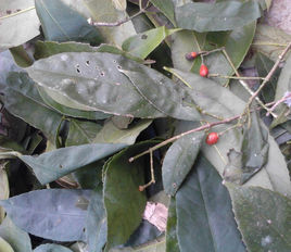 兩指劍(植物)兩指劍的其他名稱:山香圓葉, 山香圓, 七寸釘, 大駁骨