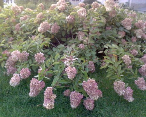 荼糜花其他生物相关