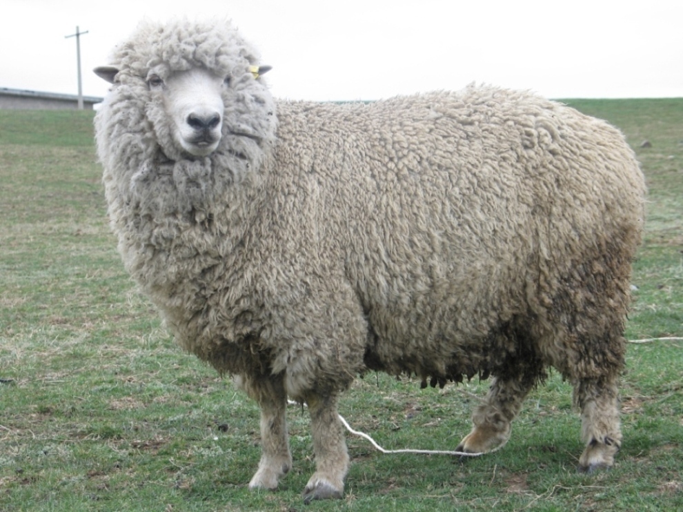 细毛羊动物