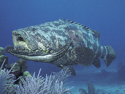 世界上最大的石斑鱼图片