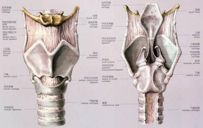环状软骨突出的图片图片