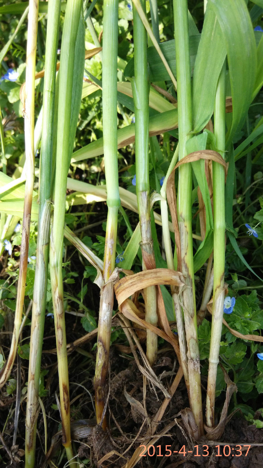 小麦纹枯病 (农学)