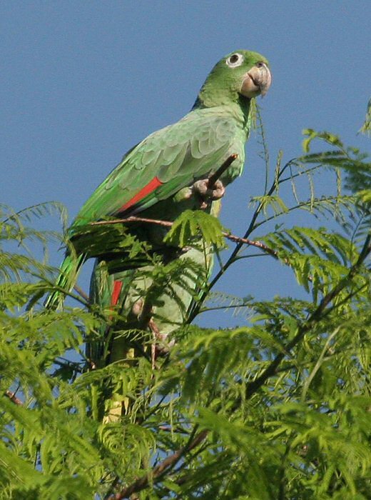 斑点亚马逊鹦鹉