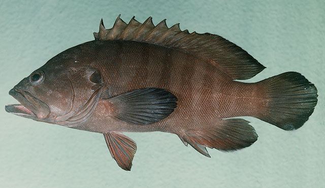 cephalopholisboenak(bloch,1790,鮨科九棘鲈属的一种鱼类