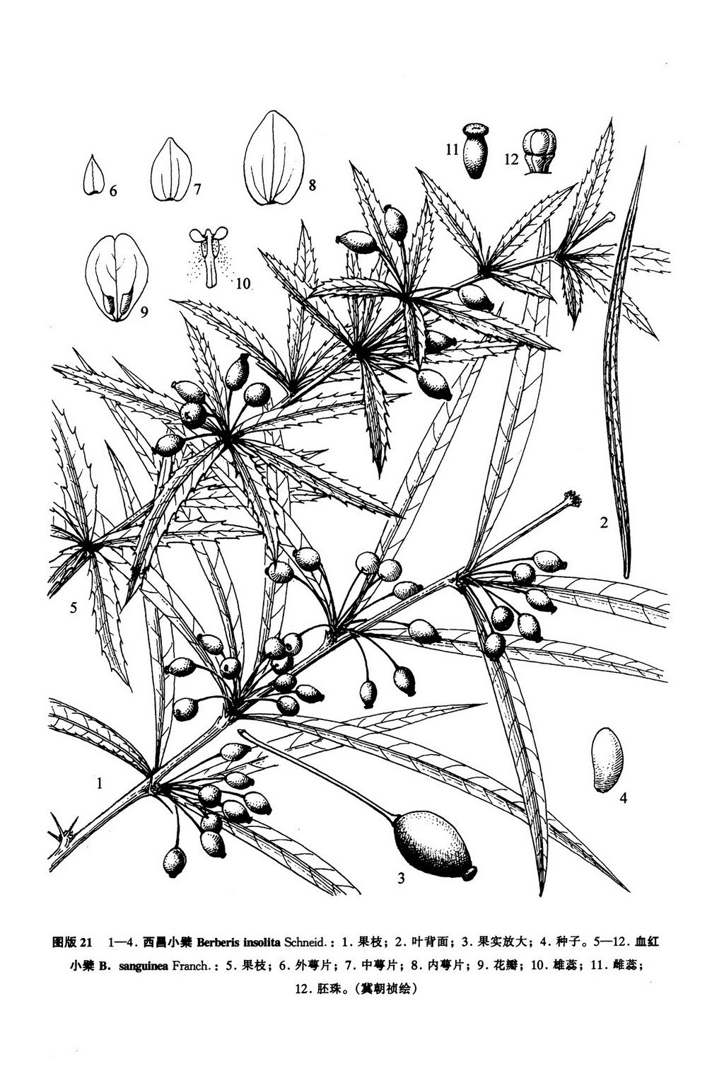 西昌小檗(植物)
