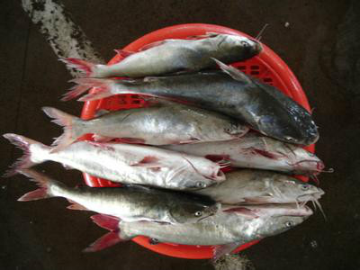 成仔鱼生物进化论