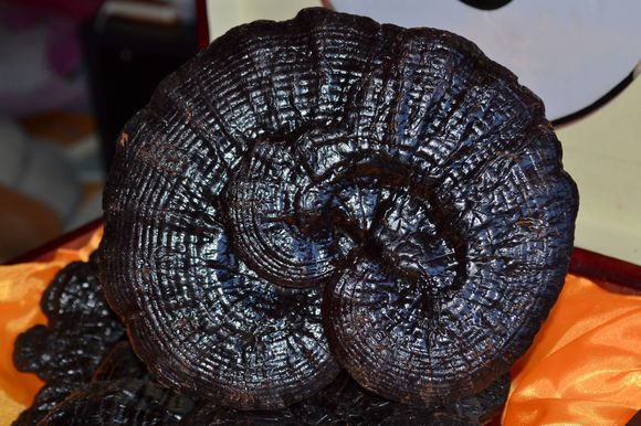 亮黑灵芝(其他生物相关)