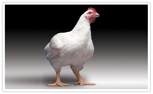 彼德逊白羽肉鸡(公司)彼德逊白羽肉鸡是鸡的一种,指美国彼德逊公司