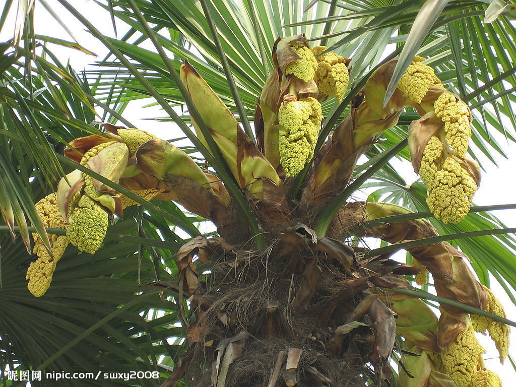 棕榈树霸王棕基地批发4米杆高 热带植物行道树种植 园林景观树-阿里巴巴