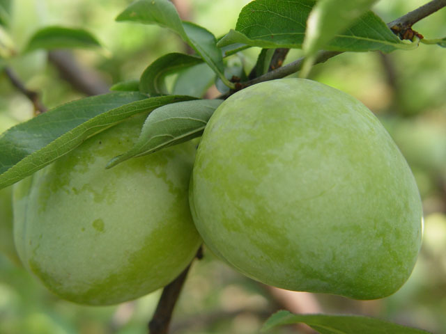 奈李是园奈李的一个变种,原产于中国福建,有青奈