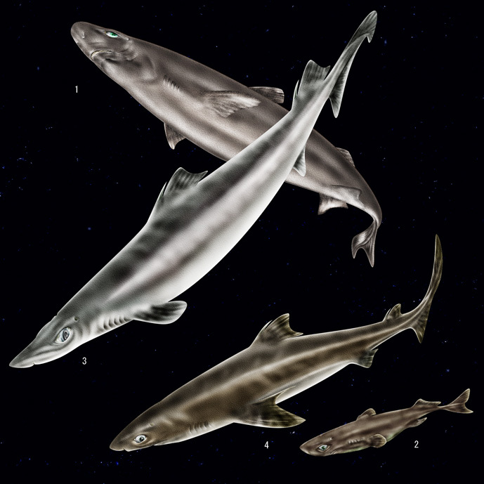 刺鲨属(其他生物相关)